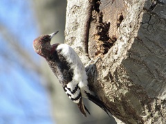 Melanerpes erythrocephalus