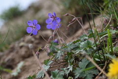Geranium saxatile