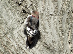 Melanerpes erythrocephalus