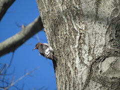 Melanerpes erythrocephalus