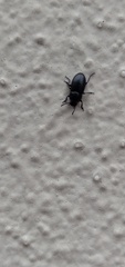 Blapstinus discolor