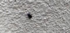 Blapstinus discolor