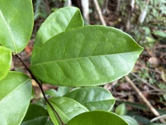 Ilex nitida