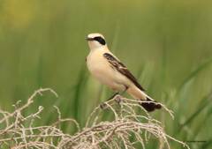 Oenanthe hispanica