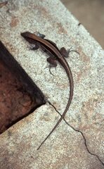 Holcosus quadrilineatus