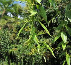 Tripodanthus acutifolius