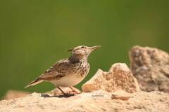 Galerida cristata