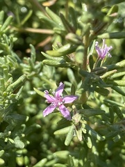 Frankenia salina