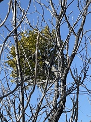 Phoradendron villosum