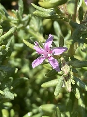 Frankenia salina