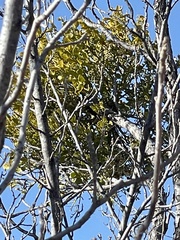 Phoradendron villosum