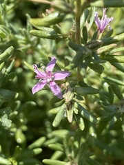 Frankenia salina