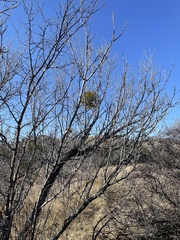Phoradendron villosum