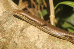 Trachylepis depressa