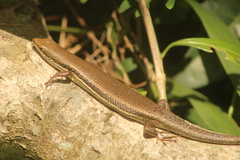 Trachylepis depressa