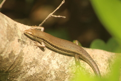 Trachylepis depressa