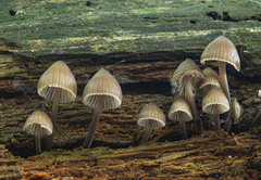Mycena stipata