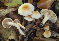 Hygrophorus unicolor