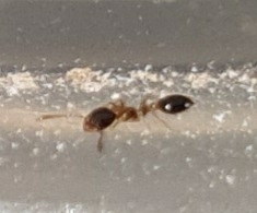 Monomorium floricola