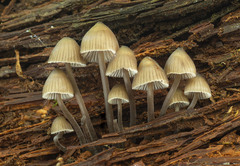 Mycena stipata