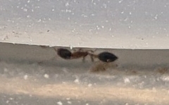 Monomorium floricola