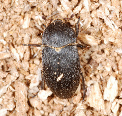 Dermestes laniarius