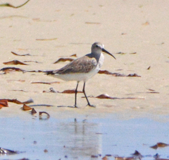 Calidris ferruginea