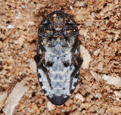 Dermestes laniarius