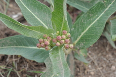 Asclepias hallii