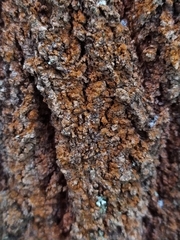 Trentepohlia umbrina