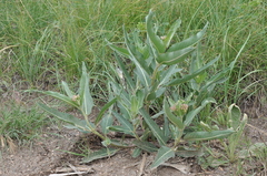 Asclepias hallii