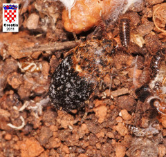 Dermestes undulatus