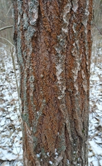 Trentepohlia umbrina