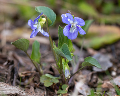 Viola canina