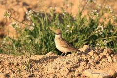 Calandrella brachydactyla