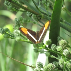 Adelpha syma