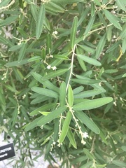 Croton linearis