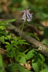Corydalis