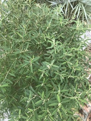 Croton linearis