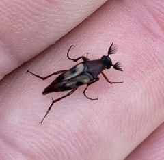 Ripiphoridae