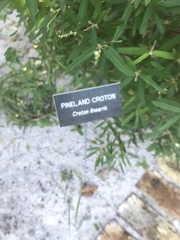 Croton linearis