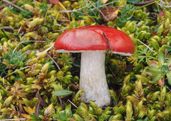 Russula nana