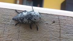 Capnodis miliaris