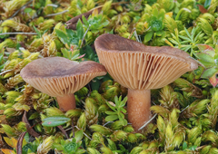Lactarius nanus