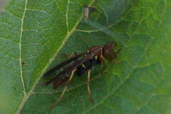 Polistes dorsalis dorsalis