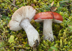 Russula nana