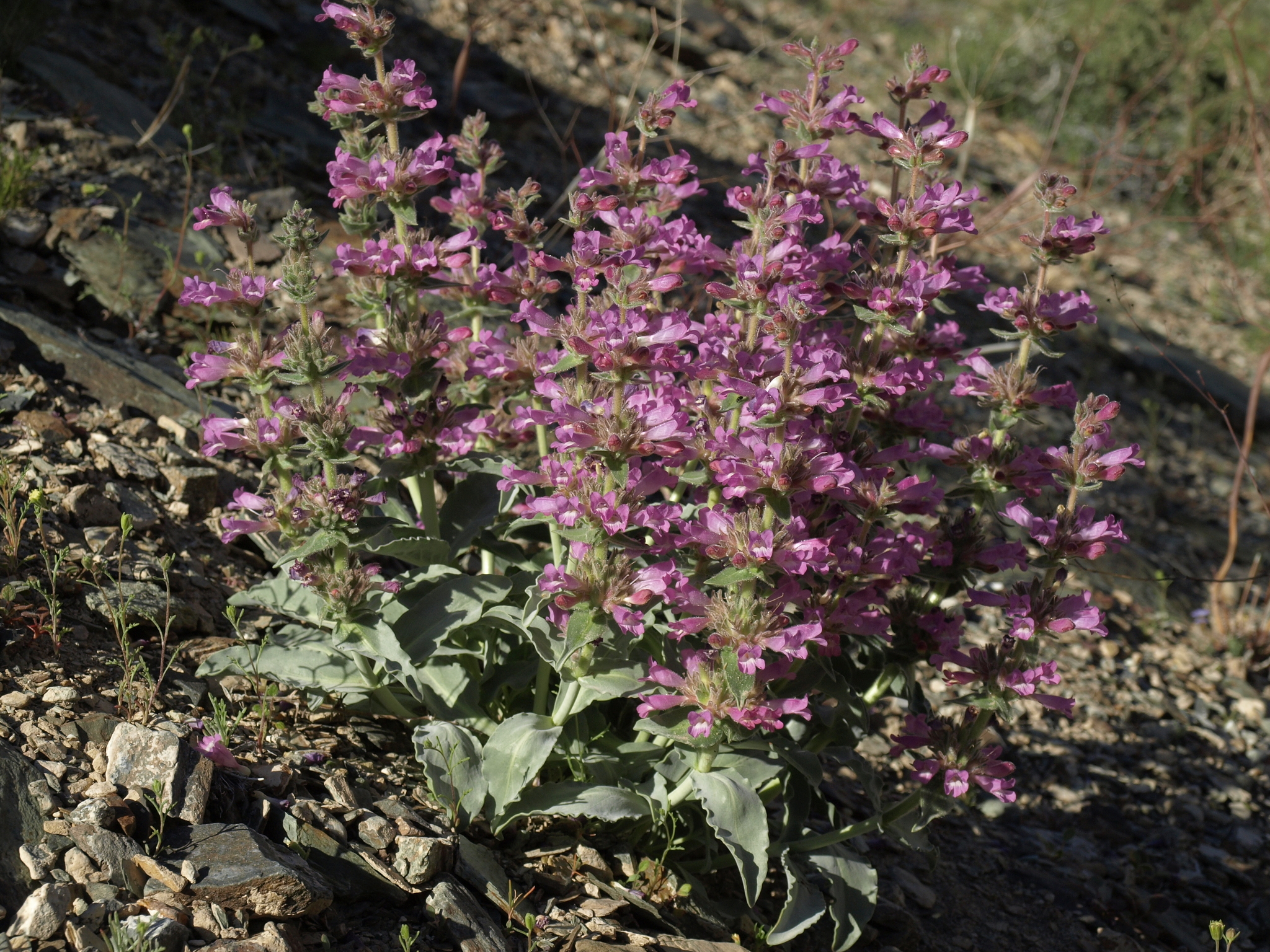Penstemon monoensis