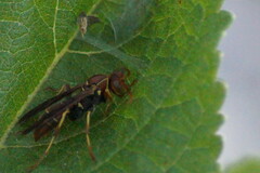 Polistes dorsalis dorsalis