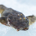 Fourhorn Sculpin - Photo (c) Christel Westerlund Hägglund, some rights reserved (CC BY-NC), uploaded by Christel Westerlund Hägglund
