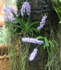 Rhynchostylis
